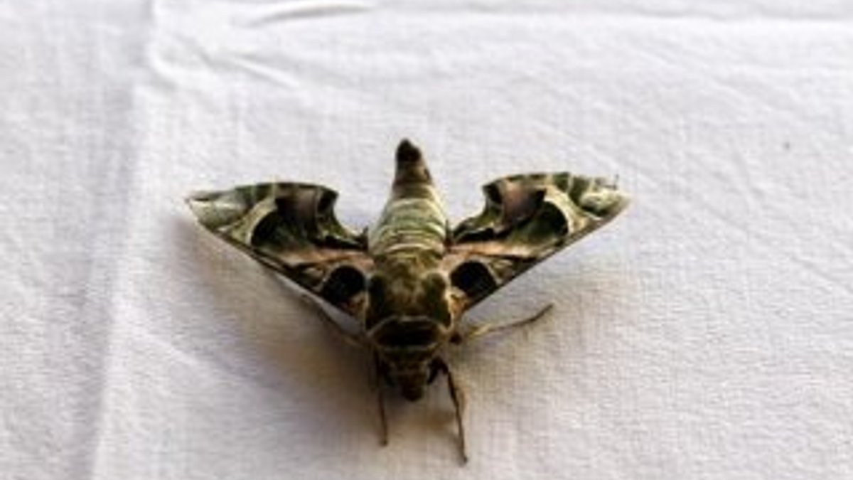 Antalya'da 'mekik kelebeği' görüldü