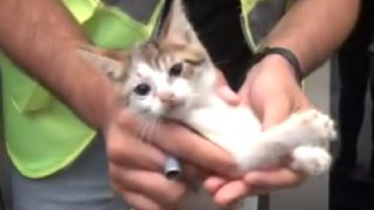 Taksim Metrosu asansöründe mahsur kalan kedi kurtarıldı