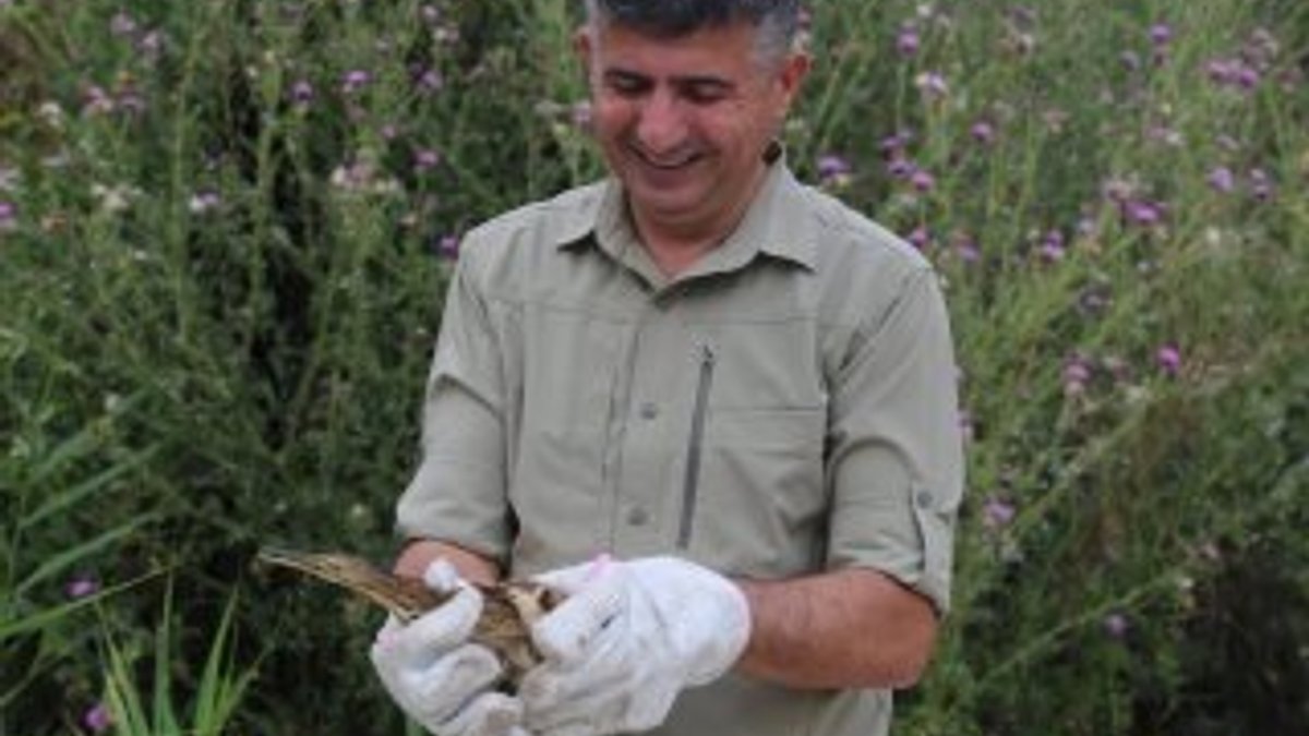 Kırklareli’nde bulunan Balaban kuşu doğaya salındı
