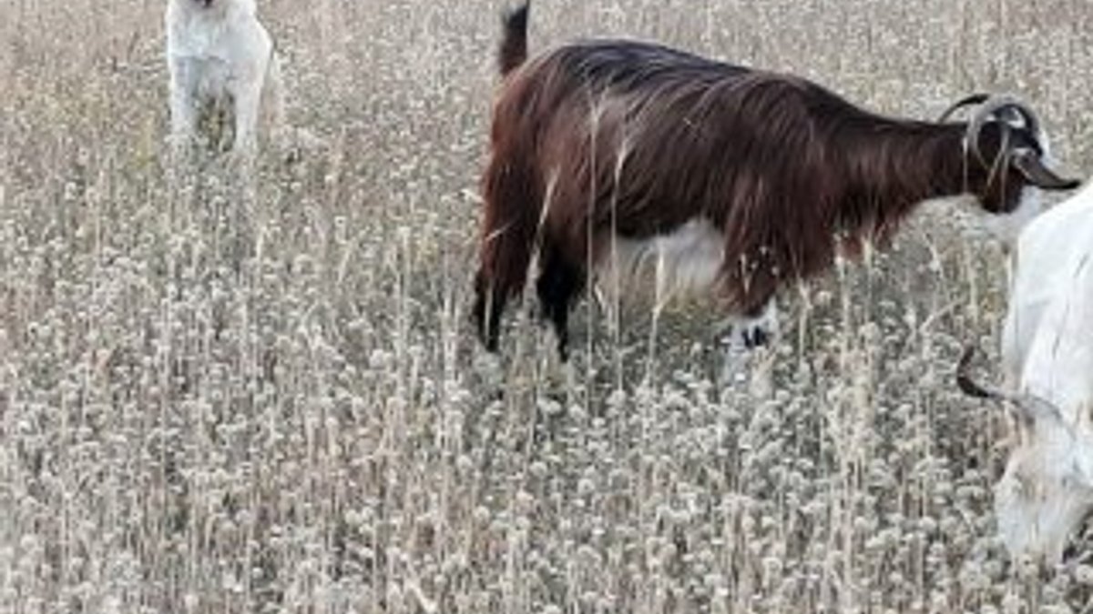 Erzincan'da kaybolan keçileri yavru kangal getirdi