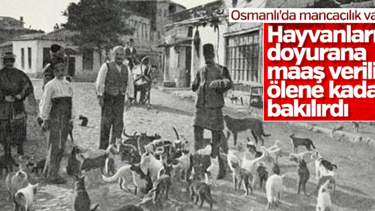 Osmanlı'da hayvan sevgisi: Mancacılık