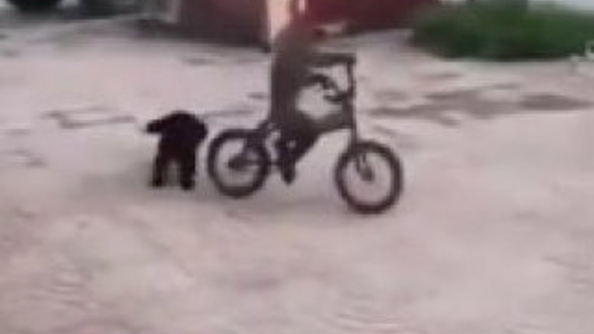 Çin'de bisiklet uzmanı maymun şaşırttı