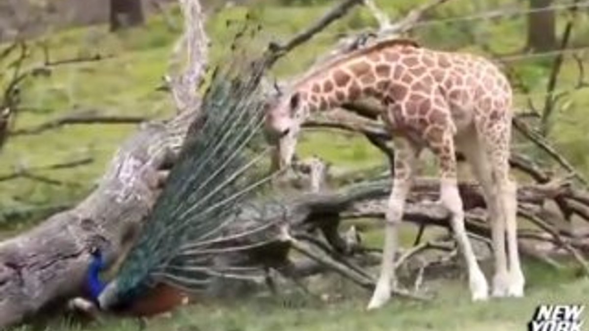 İlk kez tavus kuşu gören zürafa