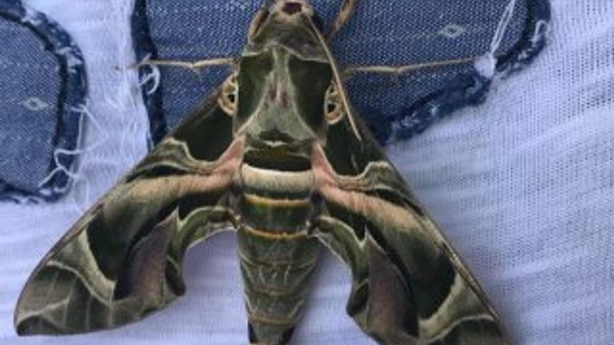 Mekik kelebeği Bodrum'da görüntülendi