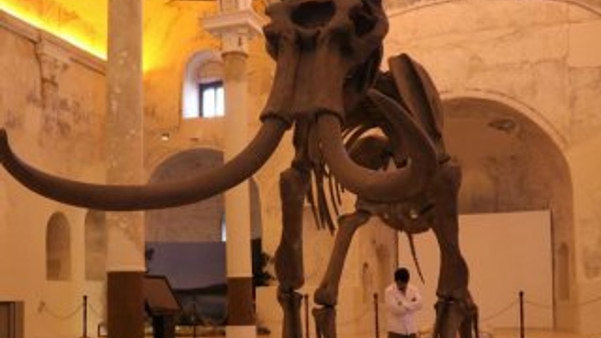 Güney fili fosili tüm parçalarıyla tamamlanmayı bekliyor