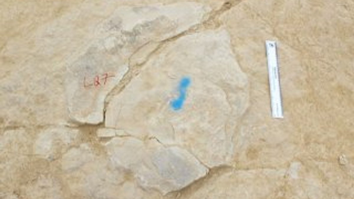 140 milyon yıllık ayak izi
