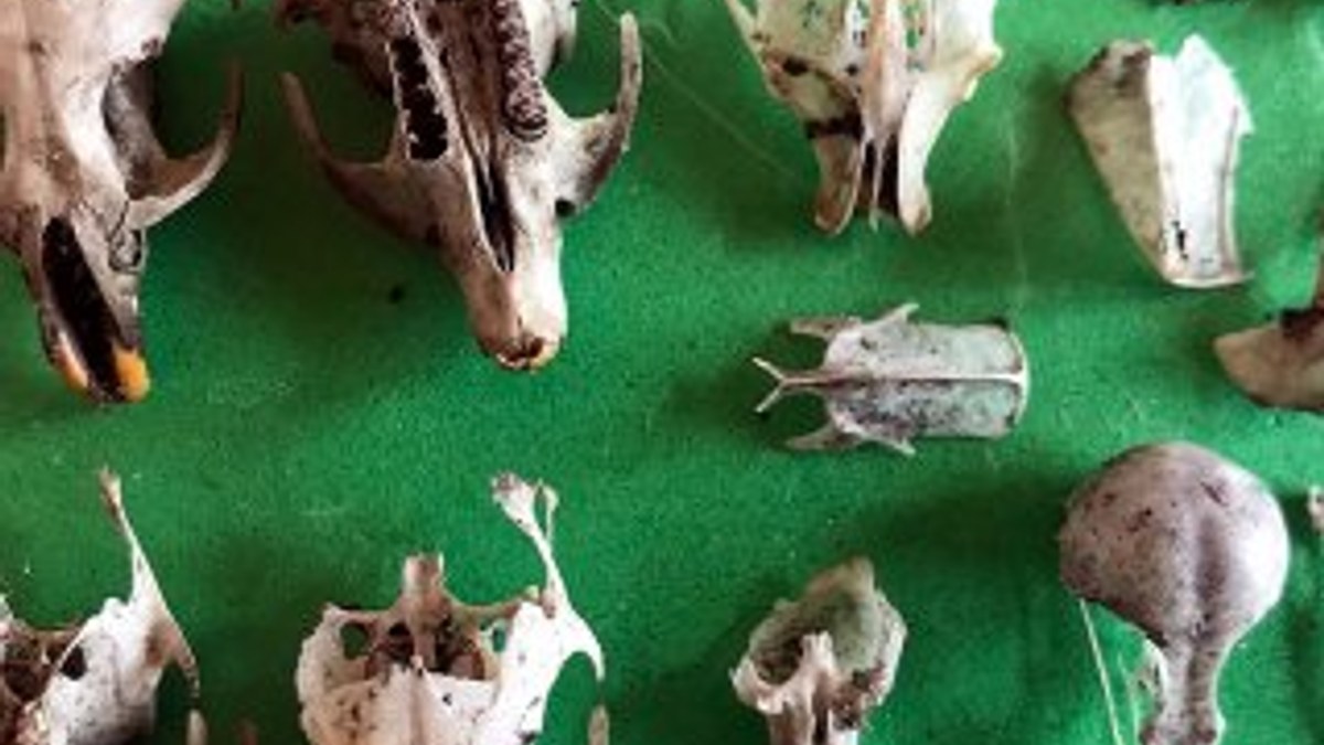 Topraktaki kemikleri koleksiyon yapan veteriner