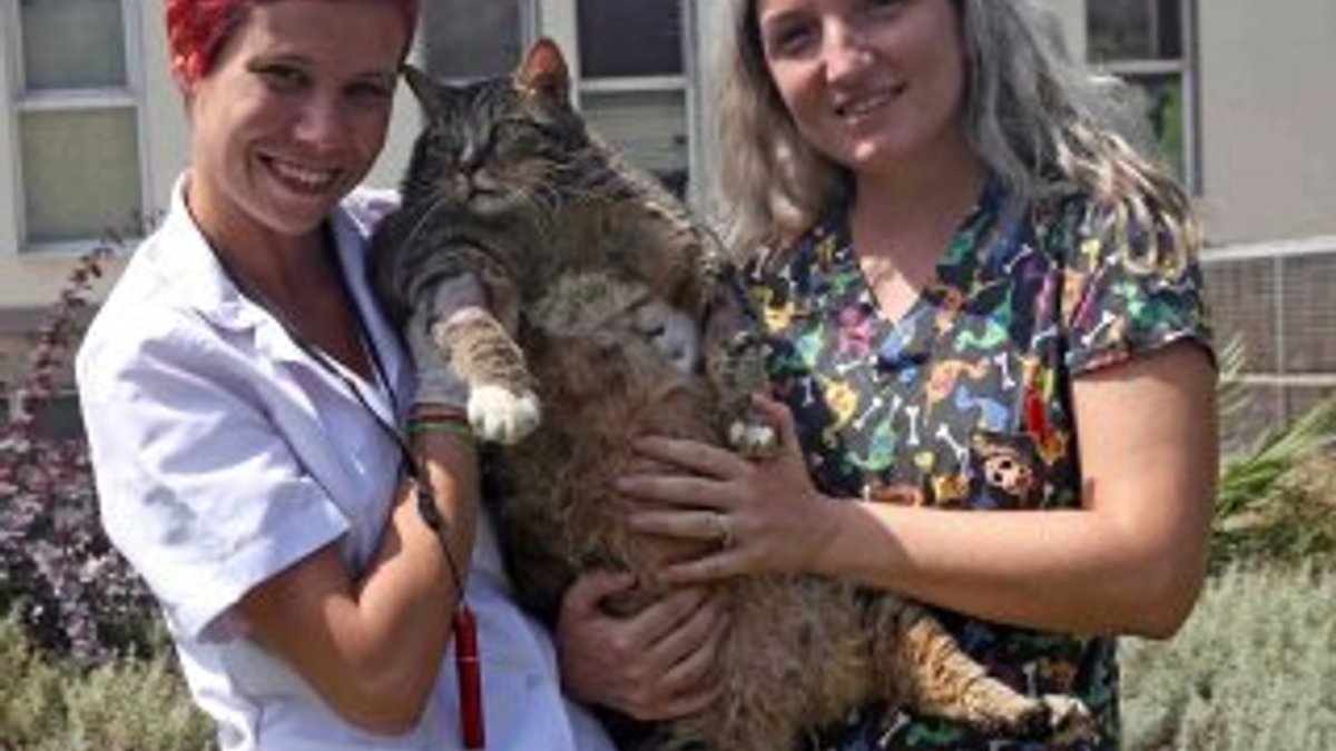 19 kilo olan kediye önlem alındı
