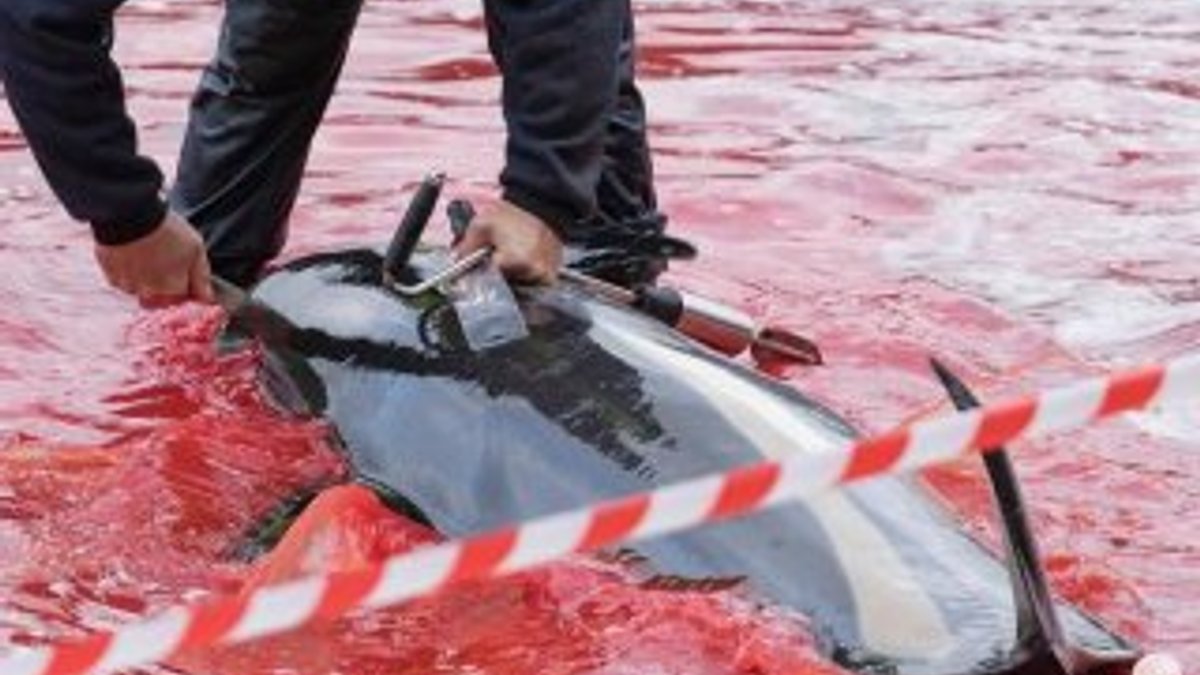 Danimarka'da balina katliamı