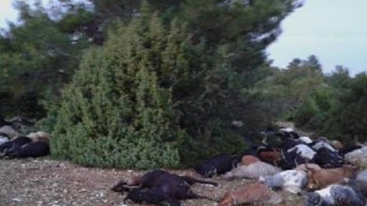 Keçi sürüsüne yıldırım düştü, 31 keçi öldü