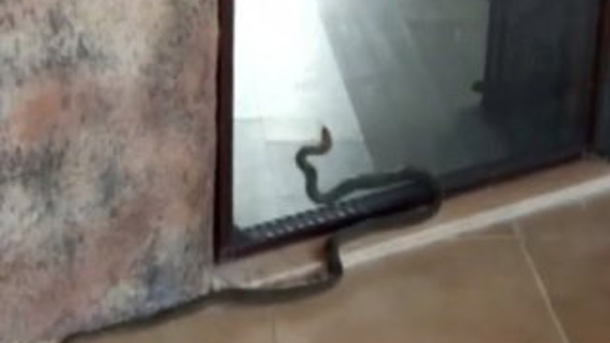Eve girmeye çalışan yılan panik yarattı