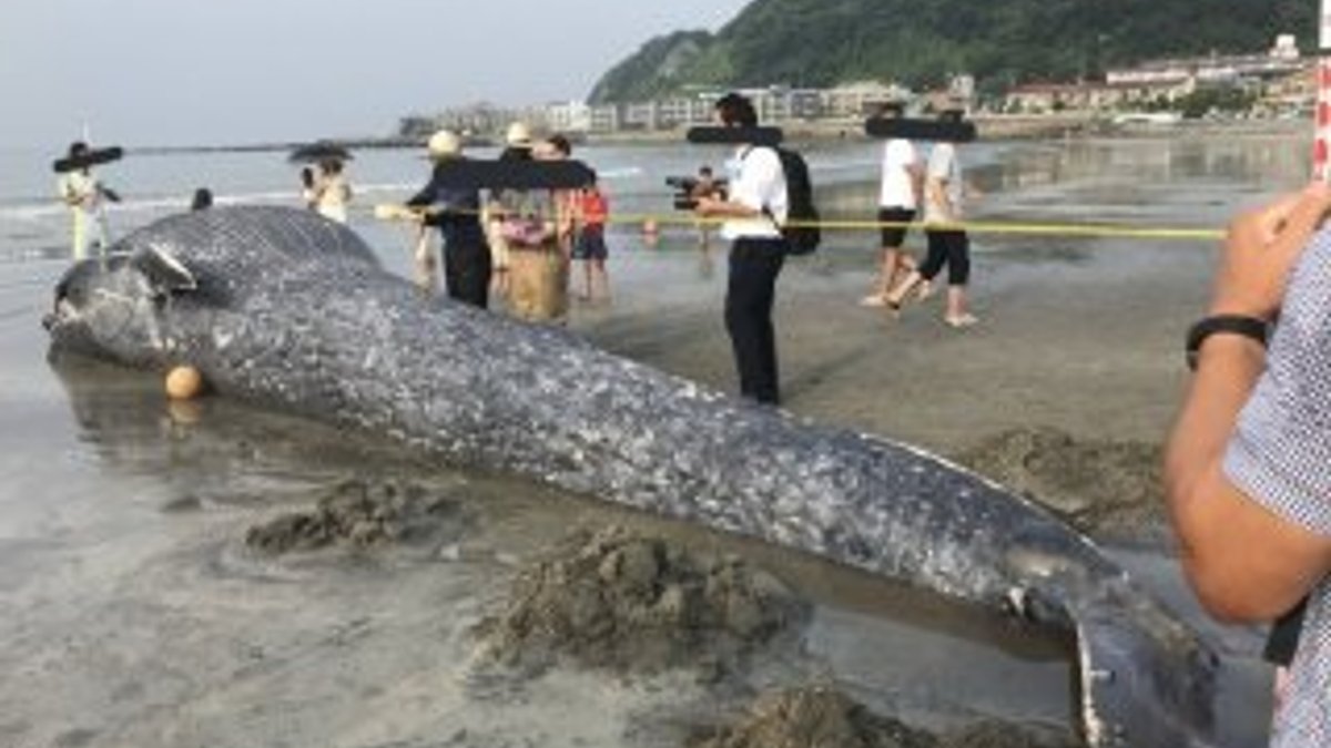 Ölü dev mavi balina Japonya sahillerine vurdu