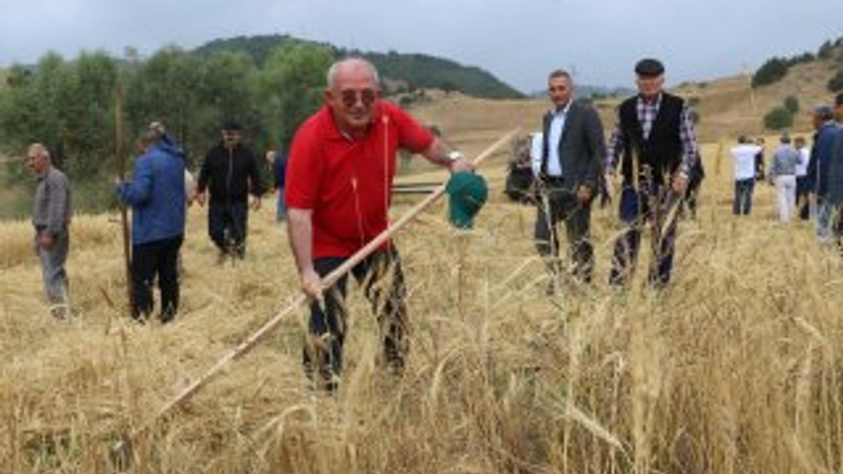 Sivas'ta 2 bin yıllık ata tohumu buğday verdi