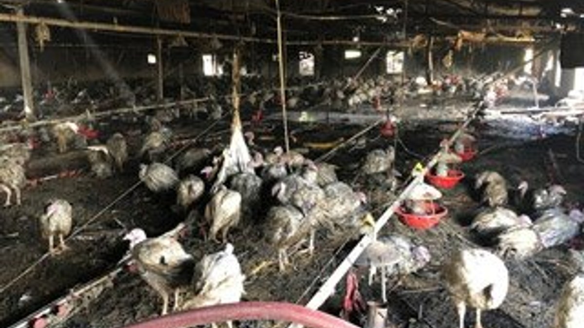 Çiftlik yangını: 8 bin hindi ve 10 buzağı telef oldu