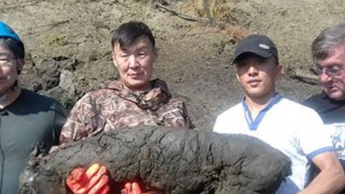 Sibirya'da 40 bin yıllık tay fosili bulundu