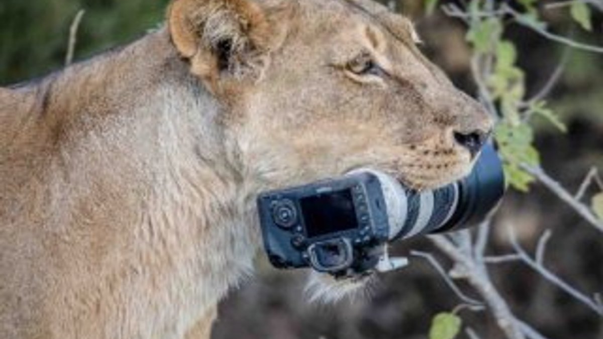 Makinesi aslanların oyuncağı olan fotoğrafçı