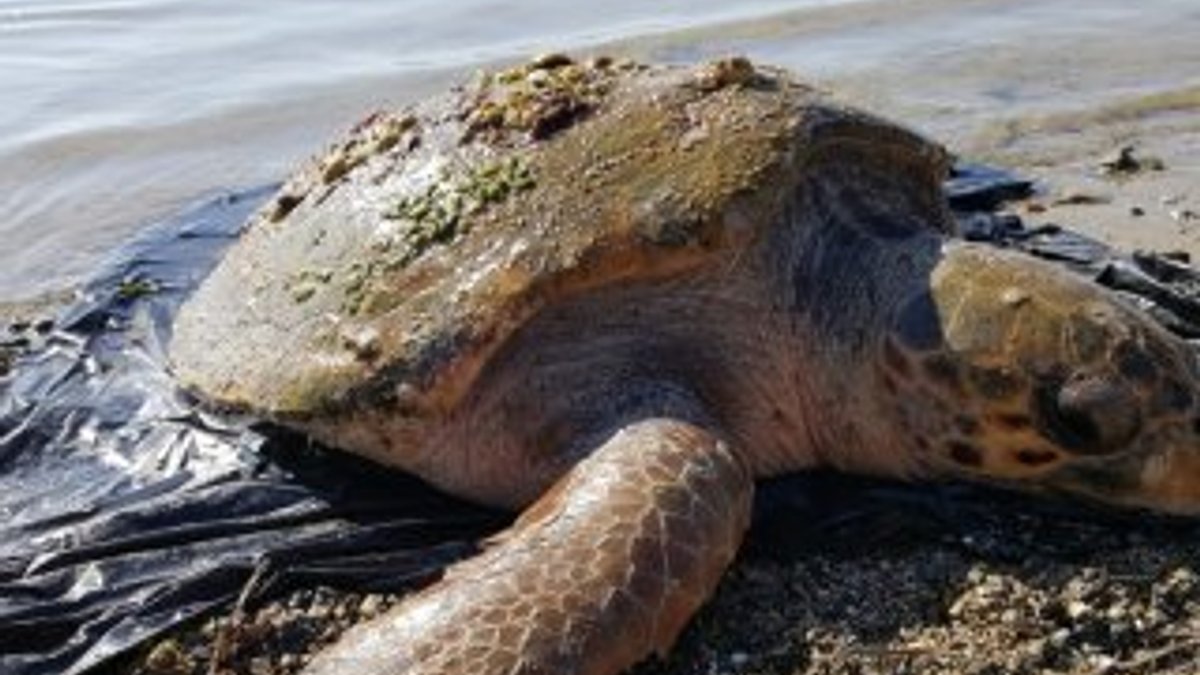 Muğla'da deniz kaplumbağası kurtarma operasyonu