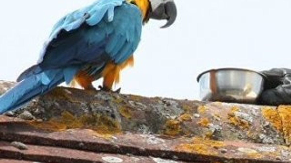 İnatçı Amerikan papağanı itfaiyecilere küfretti