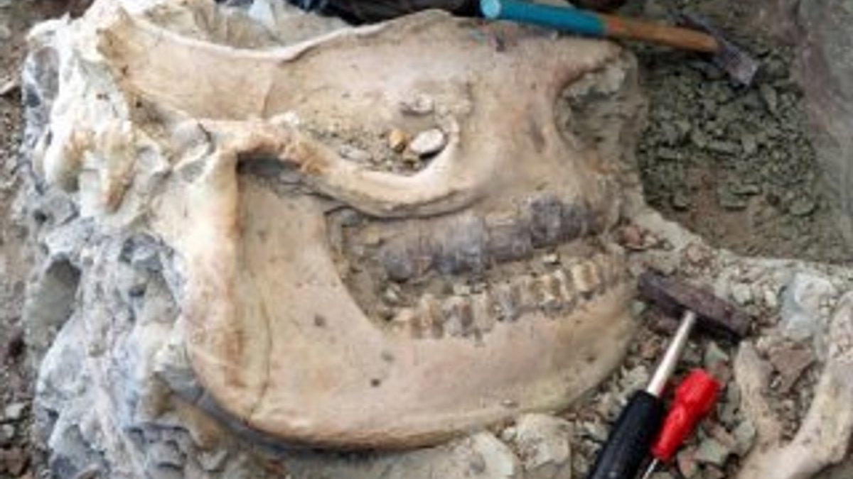 Çankırı'da 8,5 milyon yıllık fosil bulundu