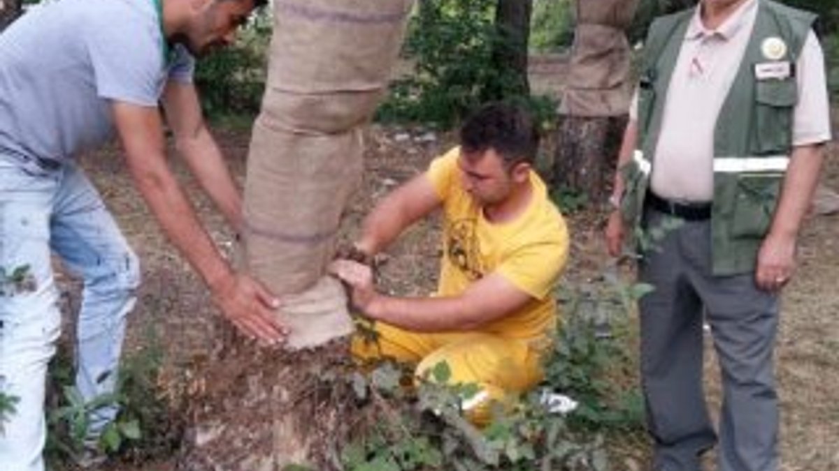 Tokat'ta çıra için oyulan ağaçlar tedavi ediliyor