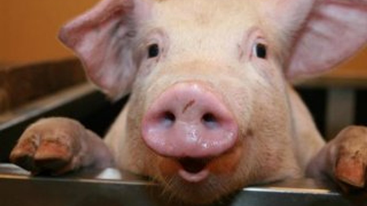 İspanya'da domuz sayısı insan nüfusunu geçti
