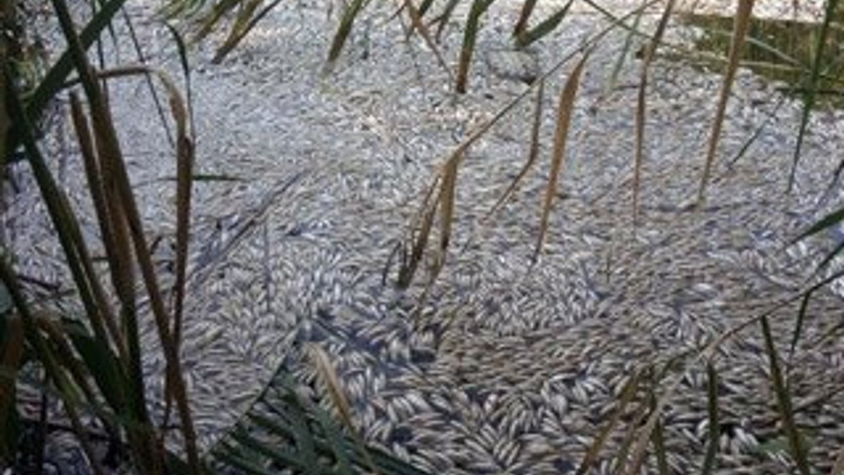 Manisa'da binlerce balık telef oldu