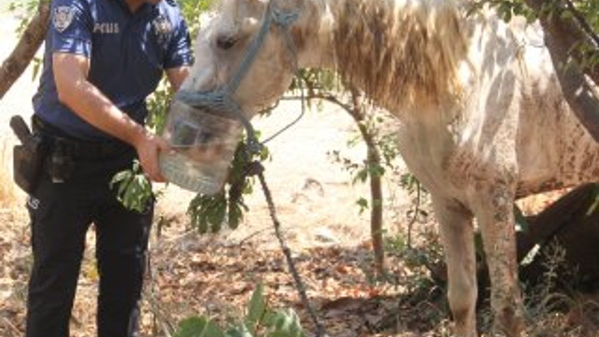 İşkence yapılan atın yardımına polis yetişti