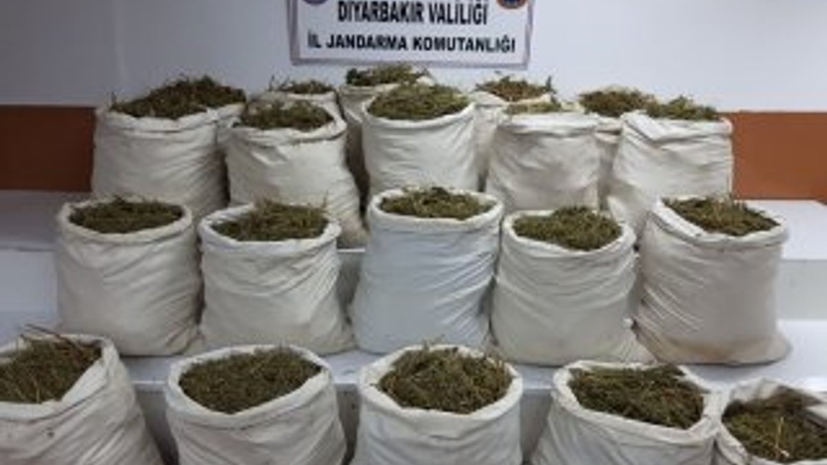 Diyarbakır’da uyuşturucu tarlası yok edildi