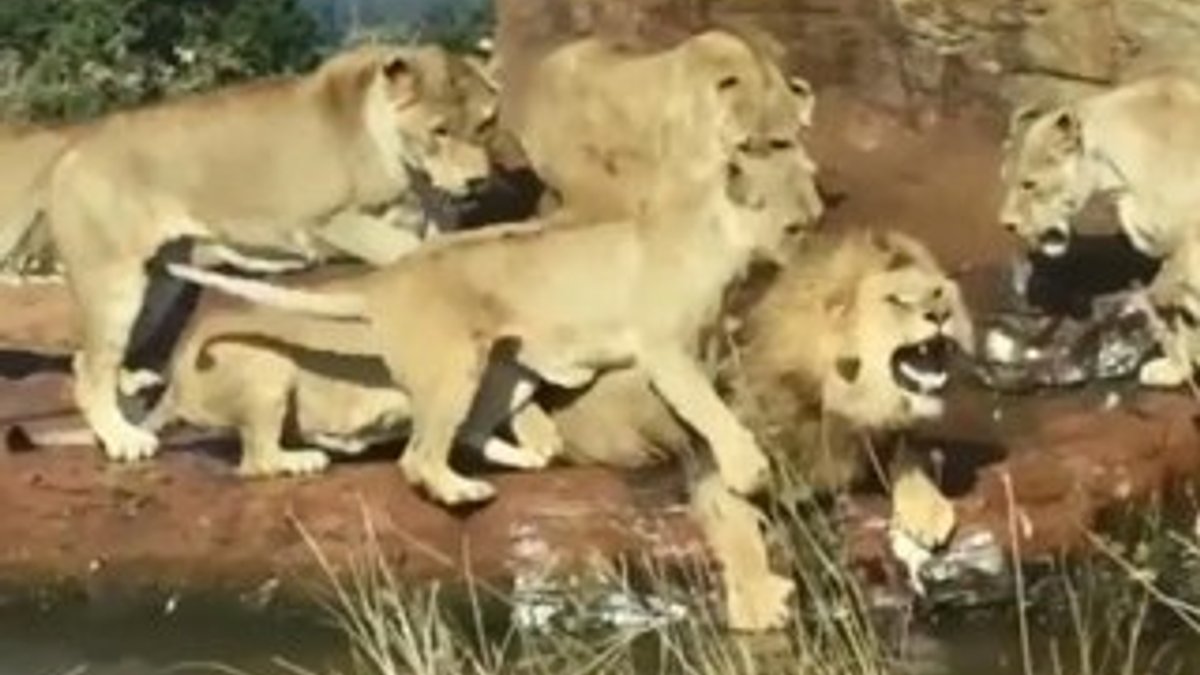Dişi aslanlar, sürü lideri erkek aslanı öldürmeye kalktı