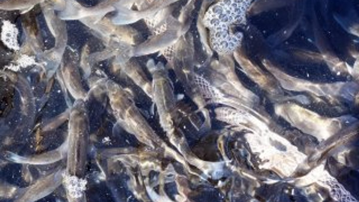 Bodrum'da 35 bin levrek yavrusu denize bırakıldı