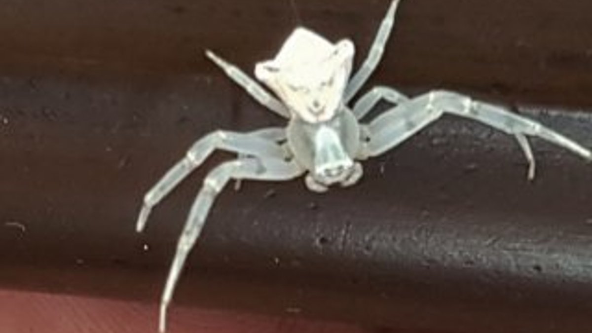 Evinde köşeli yengeç örümceği besliyor