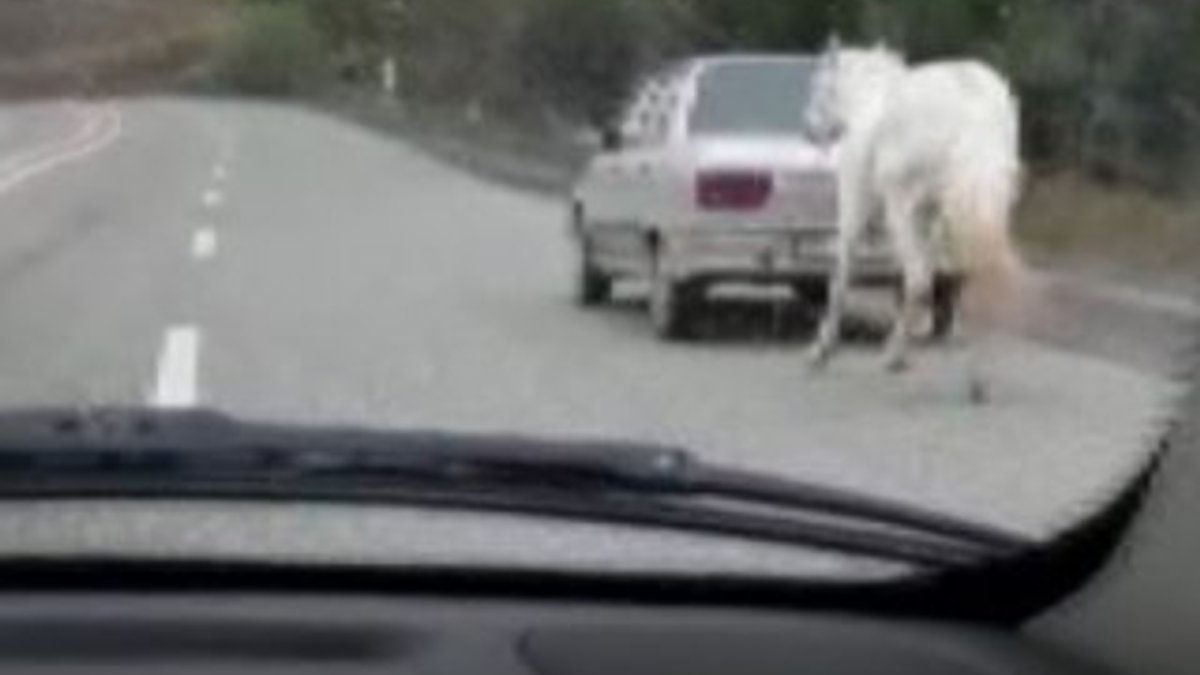 Atı otomobilin arkasına bağladı, yola çıktı
