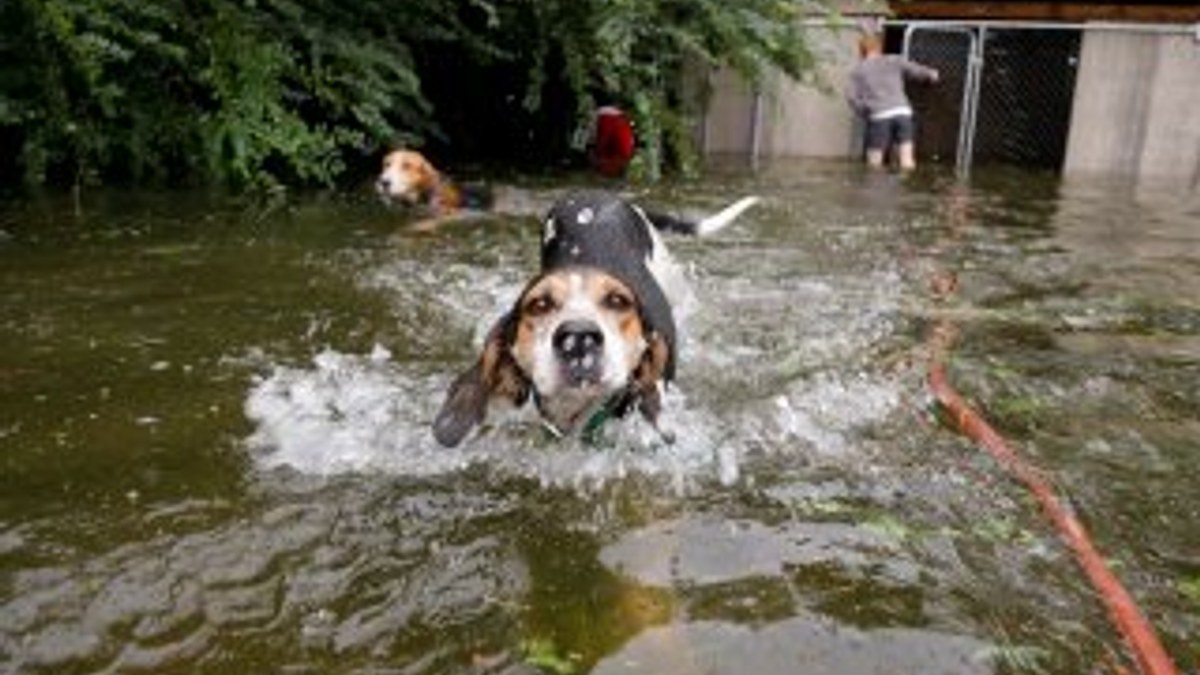 Kasırgada kafeste unutulan köpekler son anda kurtarıldı