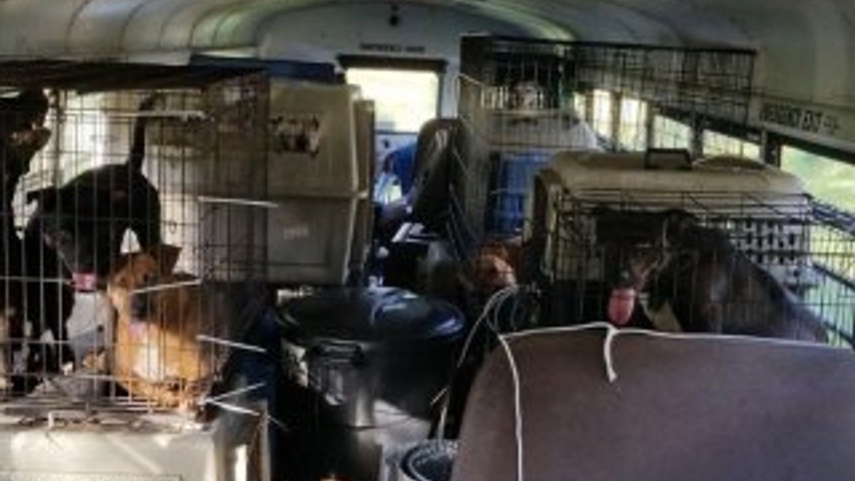 Florence kasırgasından 64 kedi ve köpeği kurtardı
