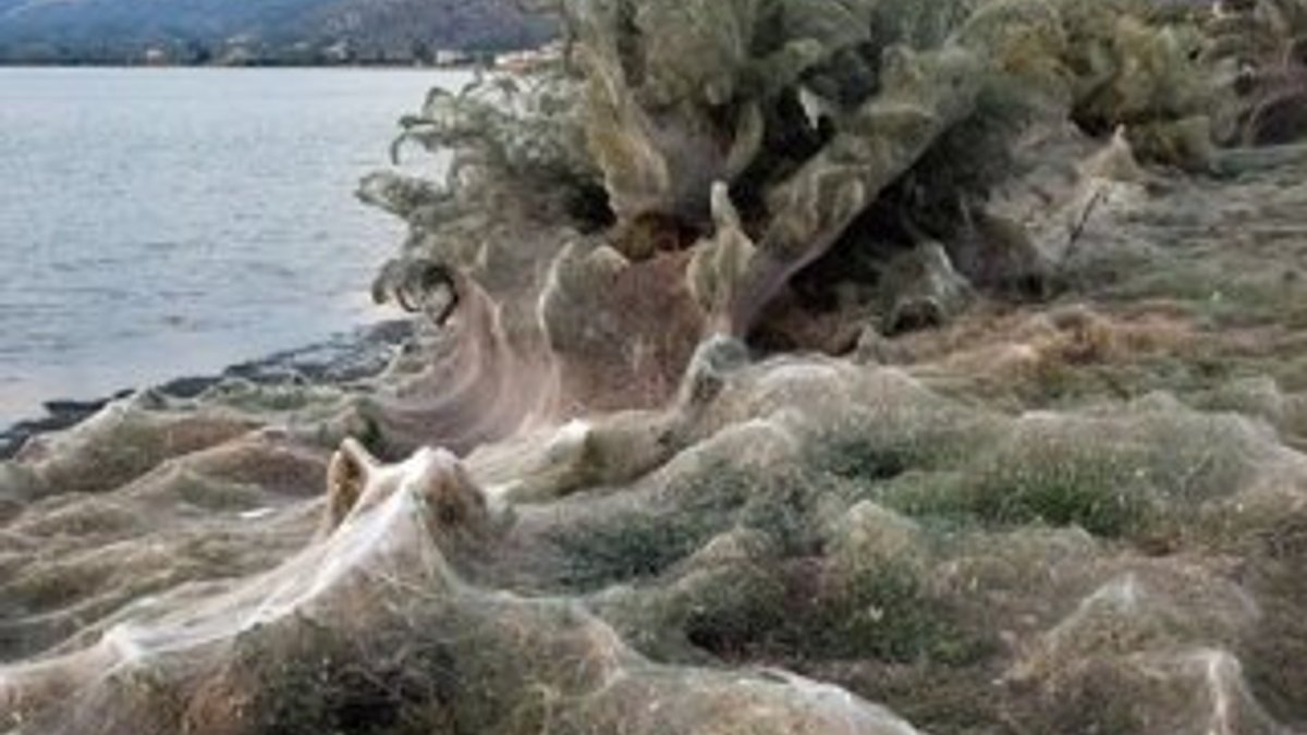 Yunanistan'ın Aitoliko kasabası örümcek ağlarıyla kaplandı