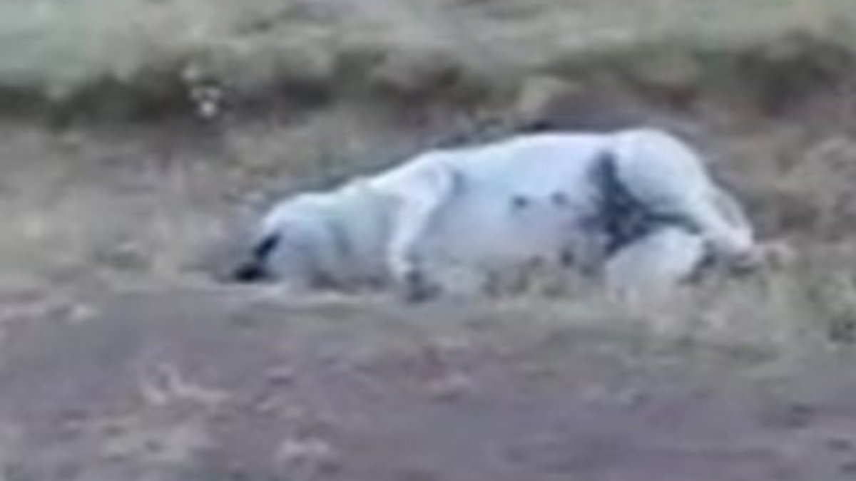 Zehirli et verilen 6 köpek öldü