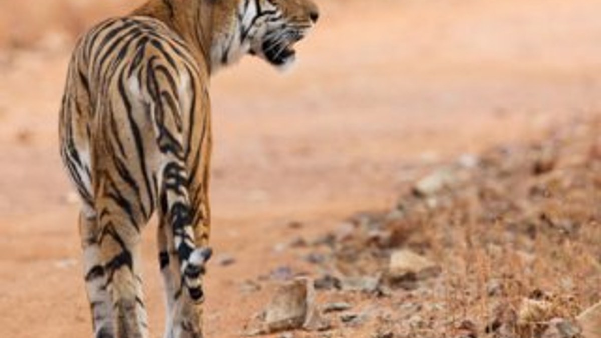 Hindistan'da vahşi hayvanlar 79 insanı öldürdü