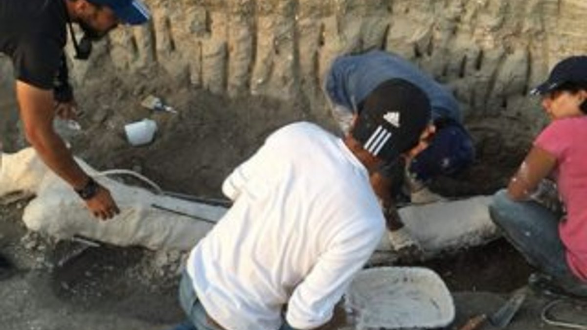 Kayseri'de bulunan fil fosilleri özel yöntemle taşındı
