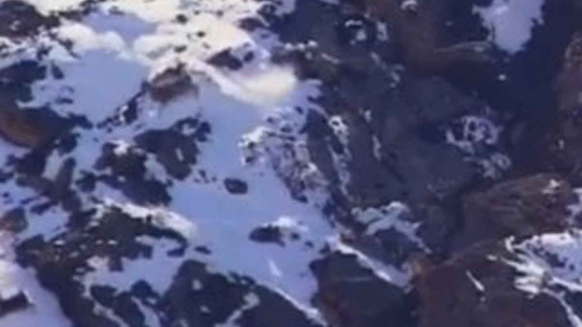 Kendinden büyük avıyla 400 metre düşen kar leoparı