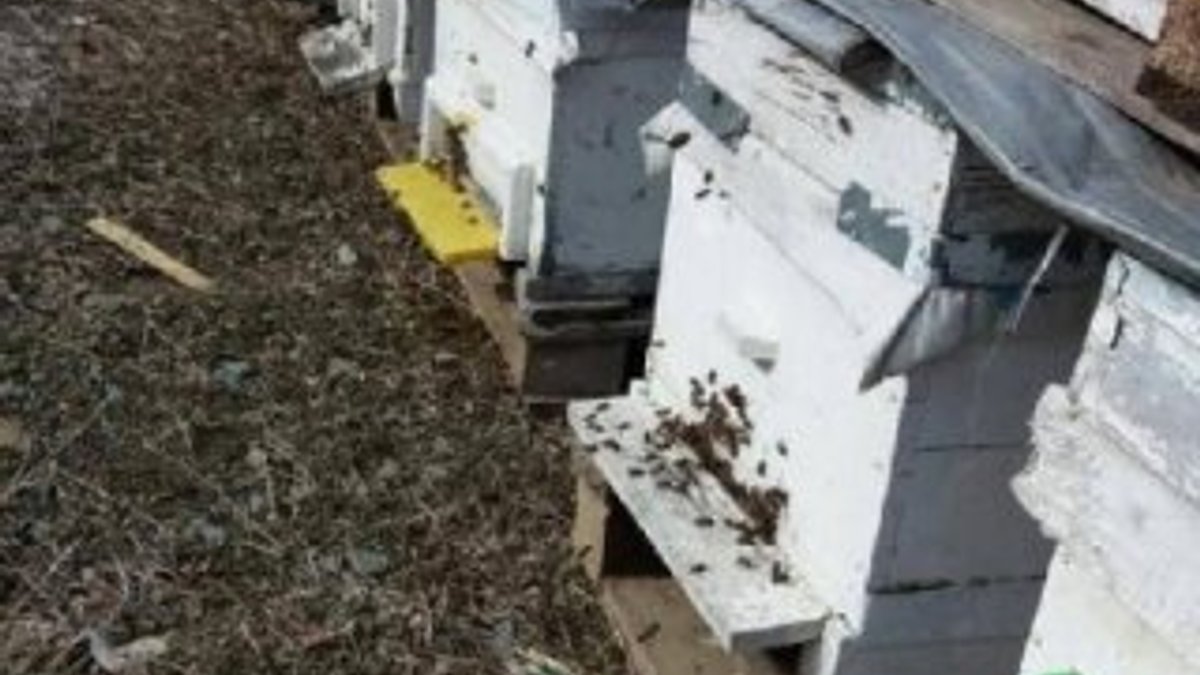 Tokat'ta Japon eşek arısı istilası