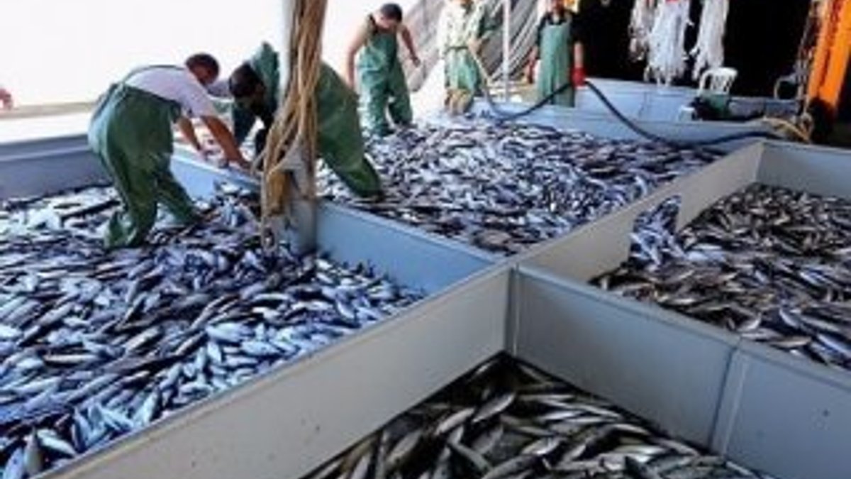 Türkiye balık ürünleri ihracatında 1 milyar doları geçti