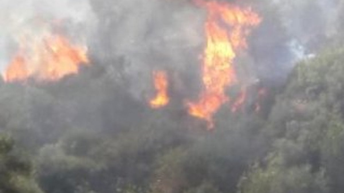 Aydın'da ağaçlandırma sahası yandı
