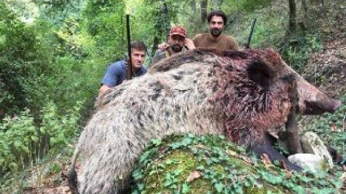 350 kiloluk domuzu vurup, fotoğraf çektirdiler