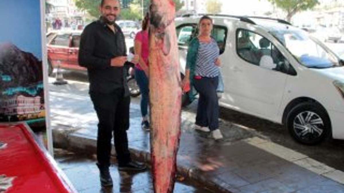 Yeşilırmak'ta 2 metrelik yayın balığı yakalandı