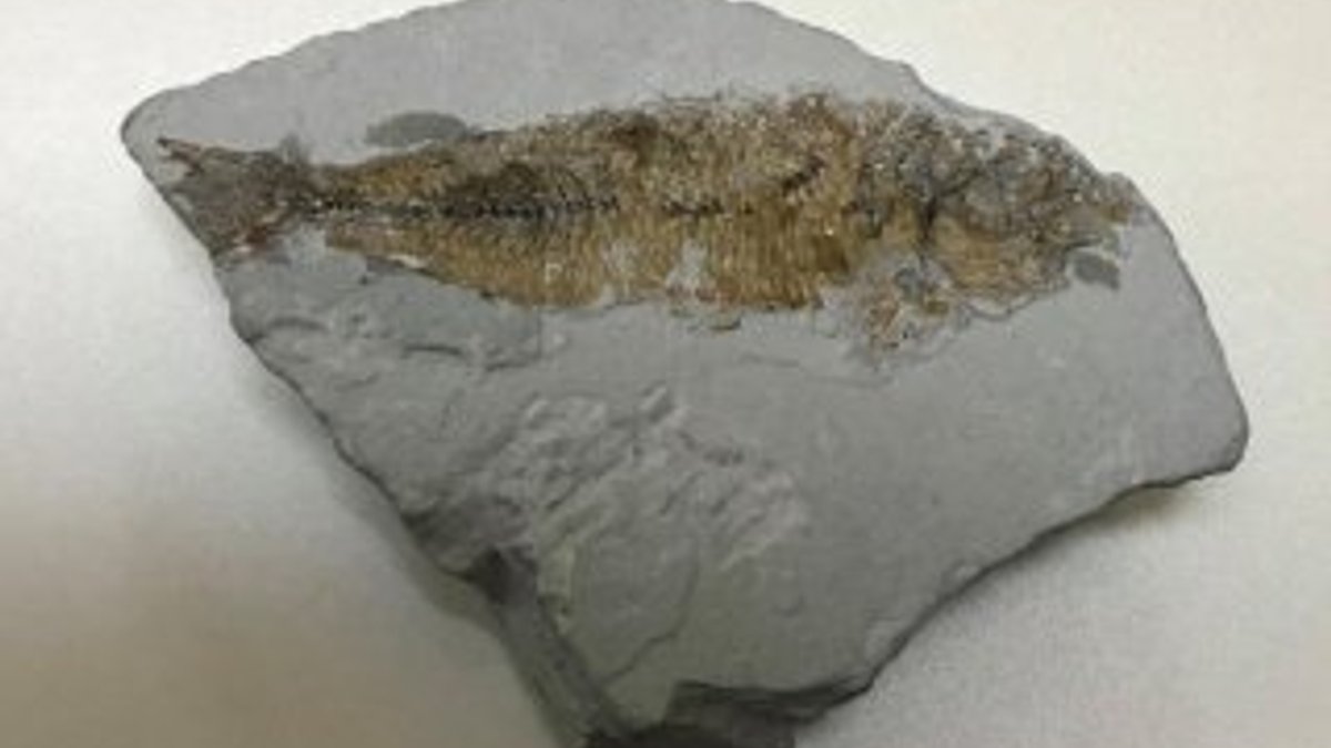 Milas'ta 14 milyon yıllık balık fosili bulundu