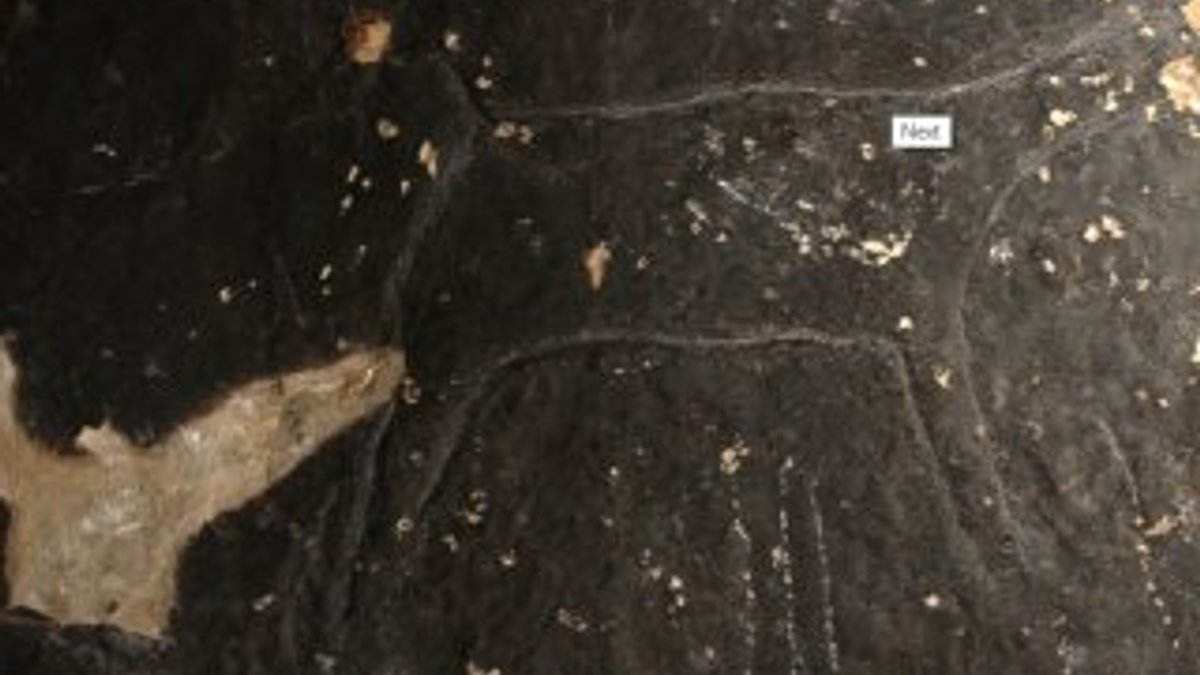 42 bin yıl önce keçi figürü çizilmiş