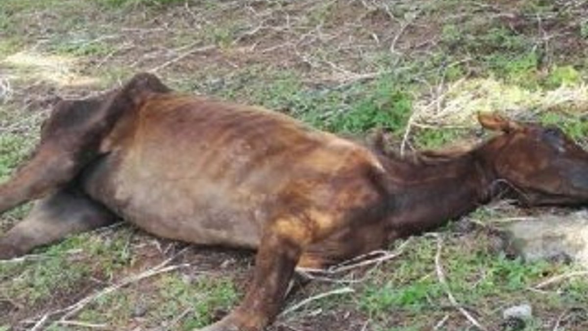 Büyükada'da ölüme terk edilen at kurtarıldı