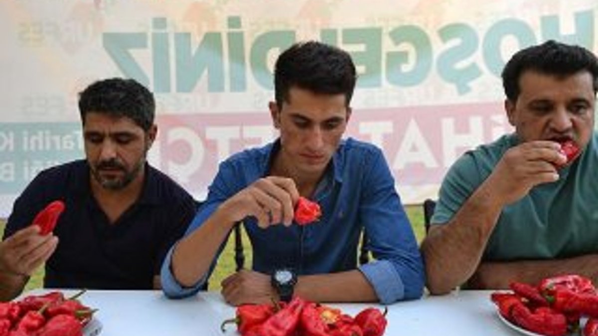 Şanlıurfa'da isot yeme yarışması