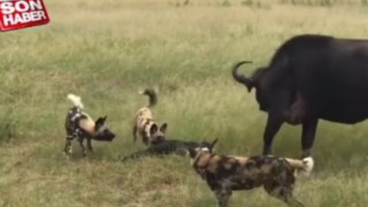Anne bufalo yavrusu için vahşi köpeklerle savaştı