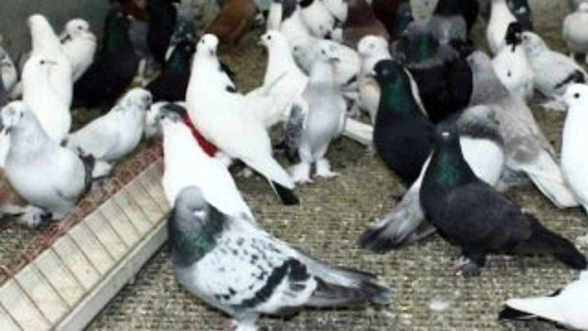 Güvercin kavgasında 1 kişi öldü